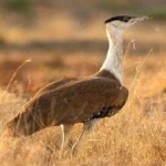 image of bird