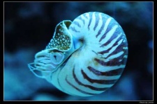 image of chambered_nautilus