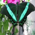 image of banded_butterfly #116