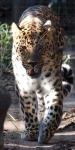 image of jaguar_car