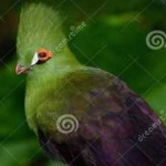 image of bird