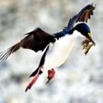 image of bird