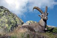 image of ibex #3