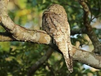 image of potoo