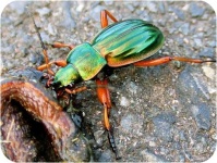 image of ground_beetle #24
