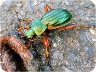 image of ground_beetle