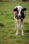 image of animal