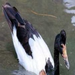 image of bird