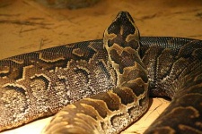 image of rock_python
