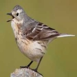 image of american_pipit #0