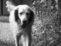 image of english_setter