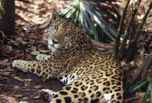 image of jaguar_car