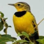 image of bird