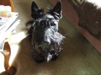 image of scotch_terrier