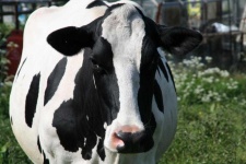 image of animal