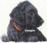 image of curly_coated_retriever