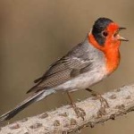 image of bird