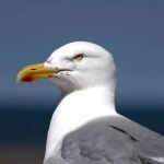 image of seagull