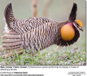image of prairie_chicken