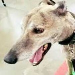 image of animal