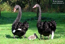 image of black_swan #19