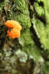 image of coral_fungus
