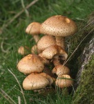 image of bolete