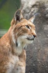 image of lynx