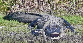 image of american_alligator