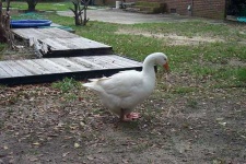 image of goose