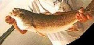 image of animal