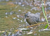 image of water_ouzel