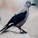 image of bird