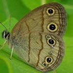 image of animal