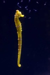 image of seahorse #1