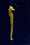 image of animal