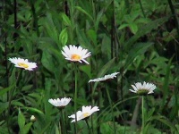 image of daisy