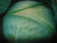 image of head_cabbage