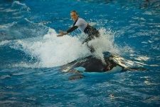 image of killer_whale