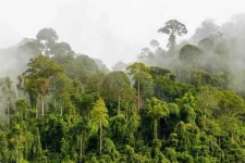 image of rainforest