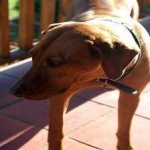 image of animal