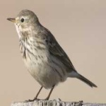 image of american_pipit #27