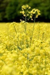 image of rapeseed