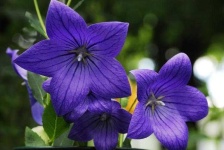 image of balloon_flower #11