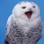 image of bird
