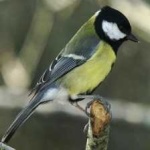 image of bird