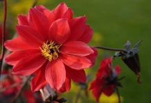 image of flower