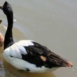 image of bird