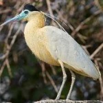 image of bird