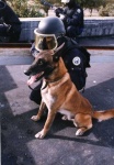 image of malinois